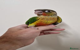 Conures birds for sale: Hand reared yellow sided greencheek conure  - Image 6