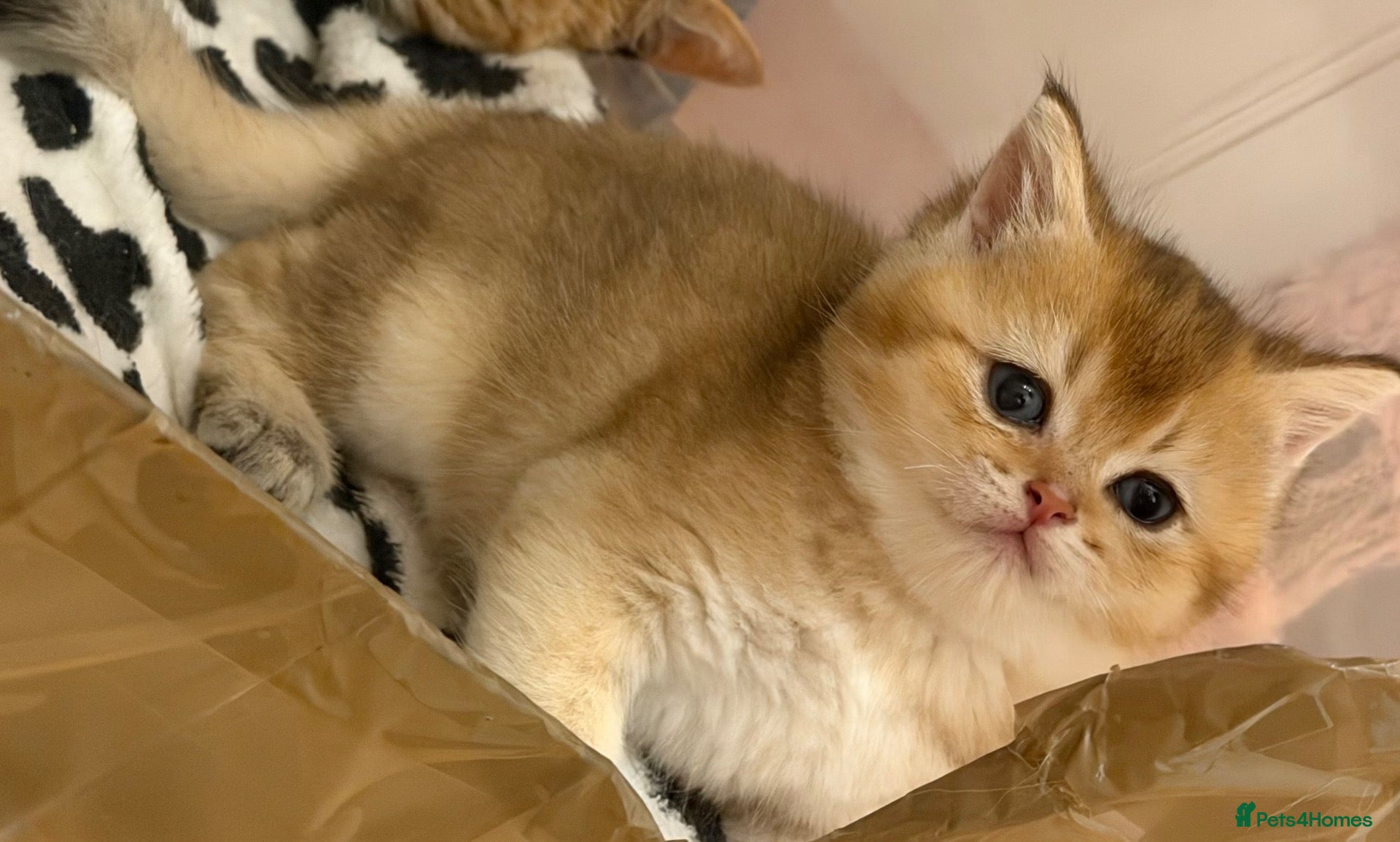 British Longhair cats NY12 GOLDEN SHADED & WHITE BRITISH LONG HAIR - Advert 15
