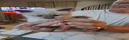 Ragdoll cats for sale: Four Beautiful Ragdoll kittens  - Advert 8