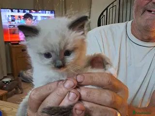 Ragdoll cats Four GCFF Beautiful Ragdoll kittens - Advert 9