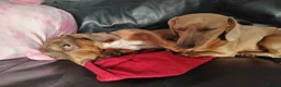 Dachshund dogs for sale: 3 beautiful miniature /dapple boys for sale  - Advert 3