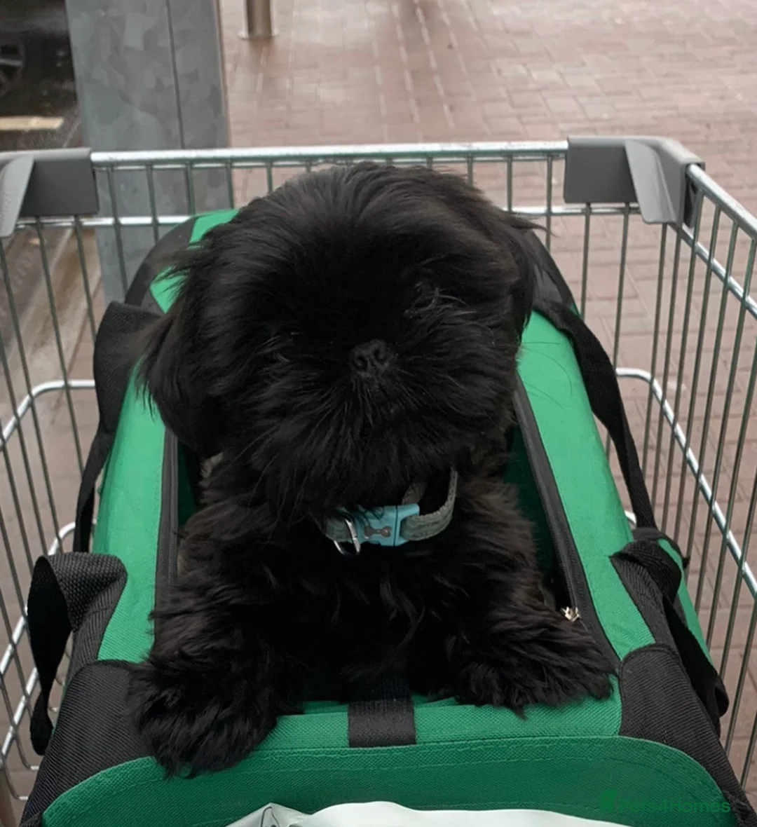 Shih Tzu dogs for stud: Lilac imperial shih tzu for stud in Clydebank - Advert 7