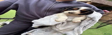 English Springer Spaniel 5