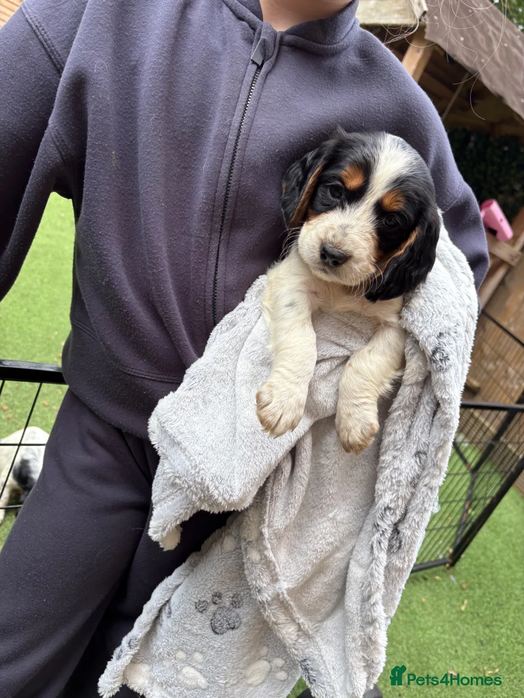 English Springer Spaniel dogs for sale: 2 MALES LEFT. English Springer Spaniel Puppies - Advert 24