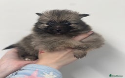 Pomeranian dogs for sale: LAST GIRL READY NOW Pomeranian puppies - Advert 18