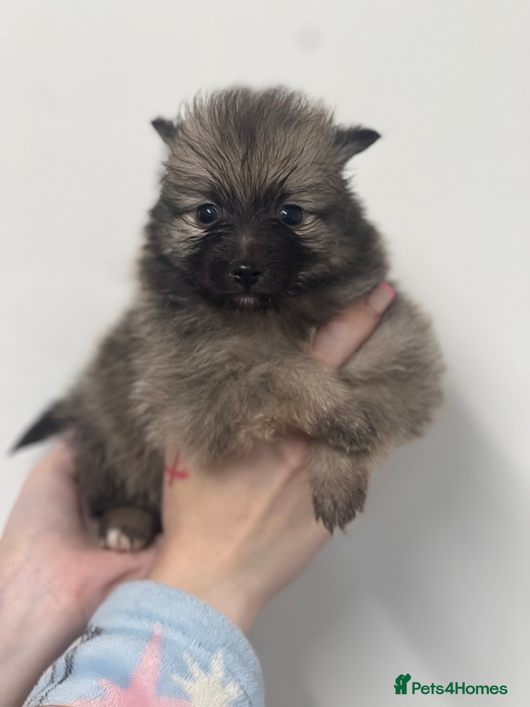 Pomeranian dogs for sale: LAST GIRL READY NOW Pomeranian puppies - Advert 18