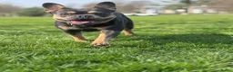 French Bulldog dogs for sale: Beautiful female - Advert 4