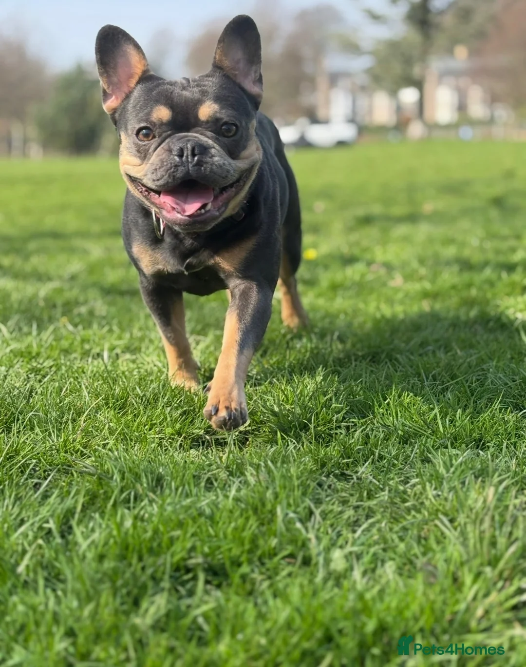 French Bulldog dogs for sale: Beautiful female - Advert 4
