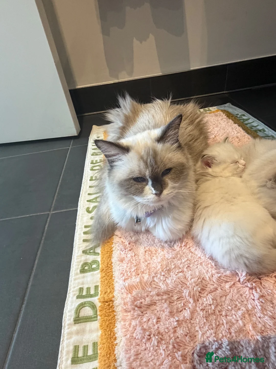 Ragdoll cats for sale: Ragdoll kitten 7 weeks old female  in Watford - Advert 4