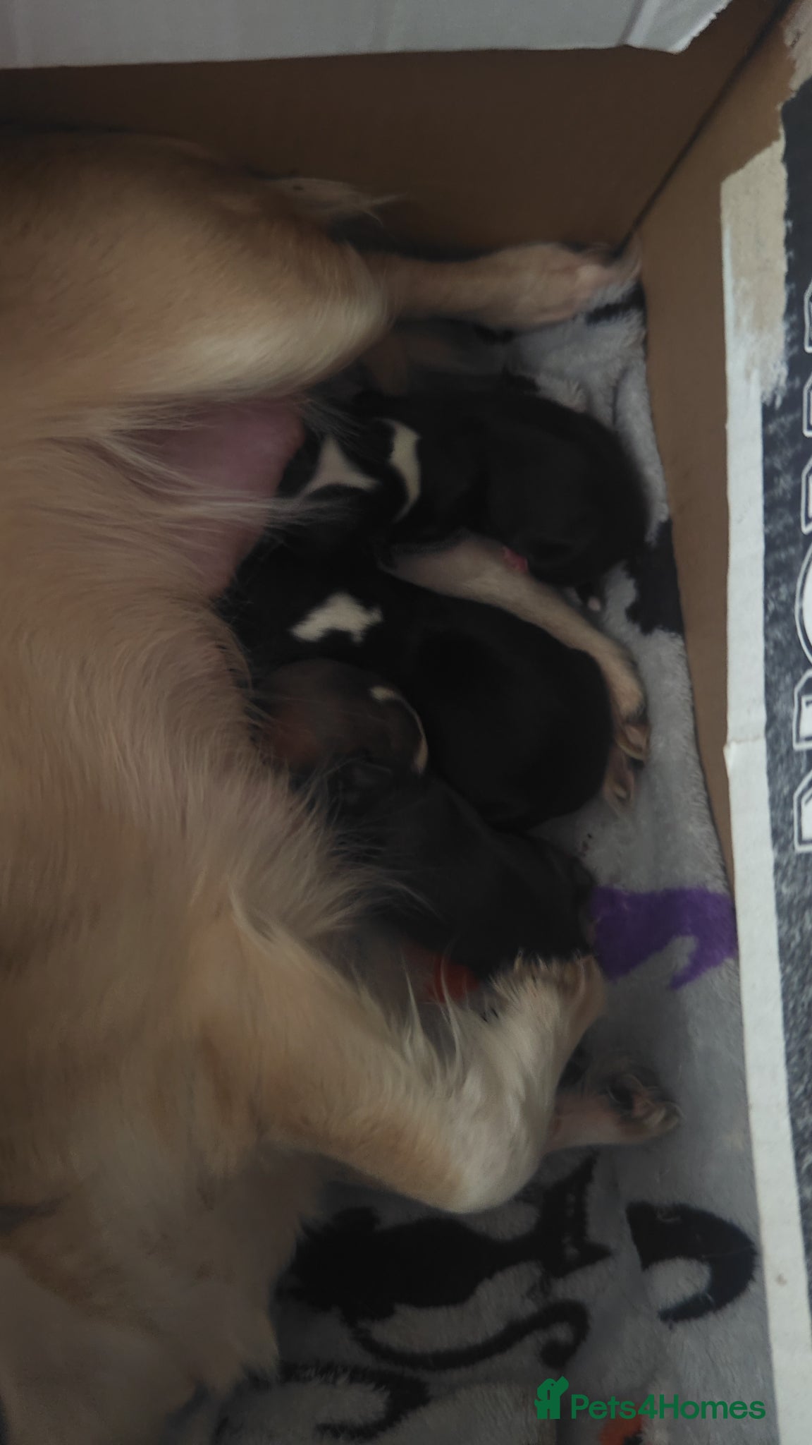 Chihuahua dogs for sale: Chichuchala  - Advert 4