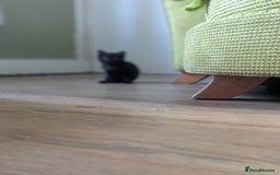 Domestic Shorthair cats for sale: Ready now  - Image 4