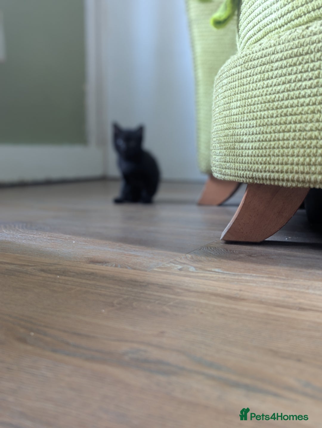 Domestic Shorthair cats for sale: Ready now  - Image 4