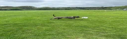 Cane Corso dogs for sale: Cane corso  - Advert 5