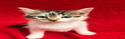 Mixed Breed cats for sale: READY TO COLLECT TODAY! Cutie family kittens  - Advert 7