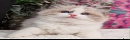 Ragdoll cats for sale: 🎀🐈Exclusive quality kittens🏆Champion parents🐈 - Advert 10