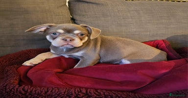 Frug dogs - Advert 16