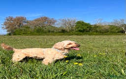 Cockapoo dogs for sale: Healthy friendly miniature apricot cockapoo 🩷 in Paignton - Image 1