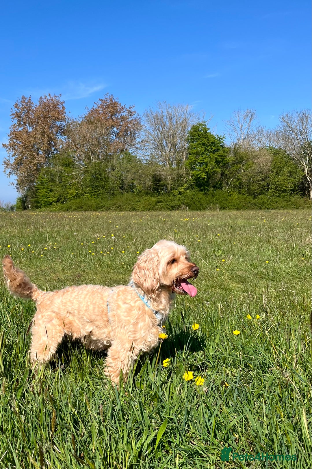 Cockapoo dogs for sale: Healthy friendly miniature apricot cockapoo 🩷 in Paignton - Image 1