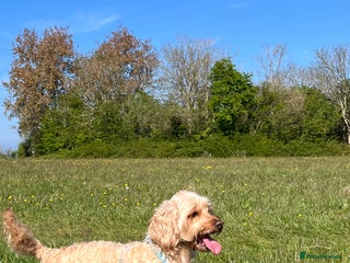 Cockapoo dogs in Paignton - Advert 16