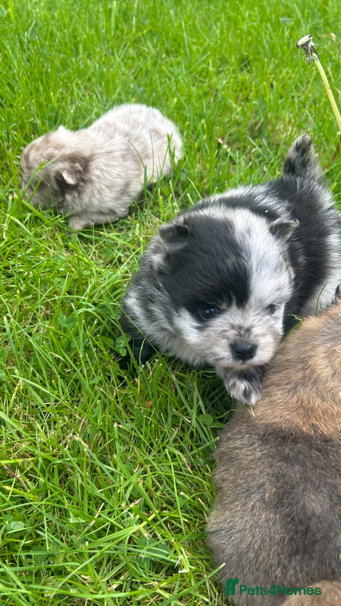 Pomeranian dogs 🐾 Beautiful Merle & Sable Pomeranian Puppies 🐾 - Advert 3