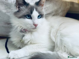 Ragdoll cats Ragdoll female - Advert 1