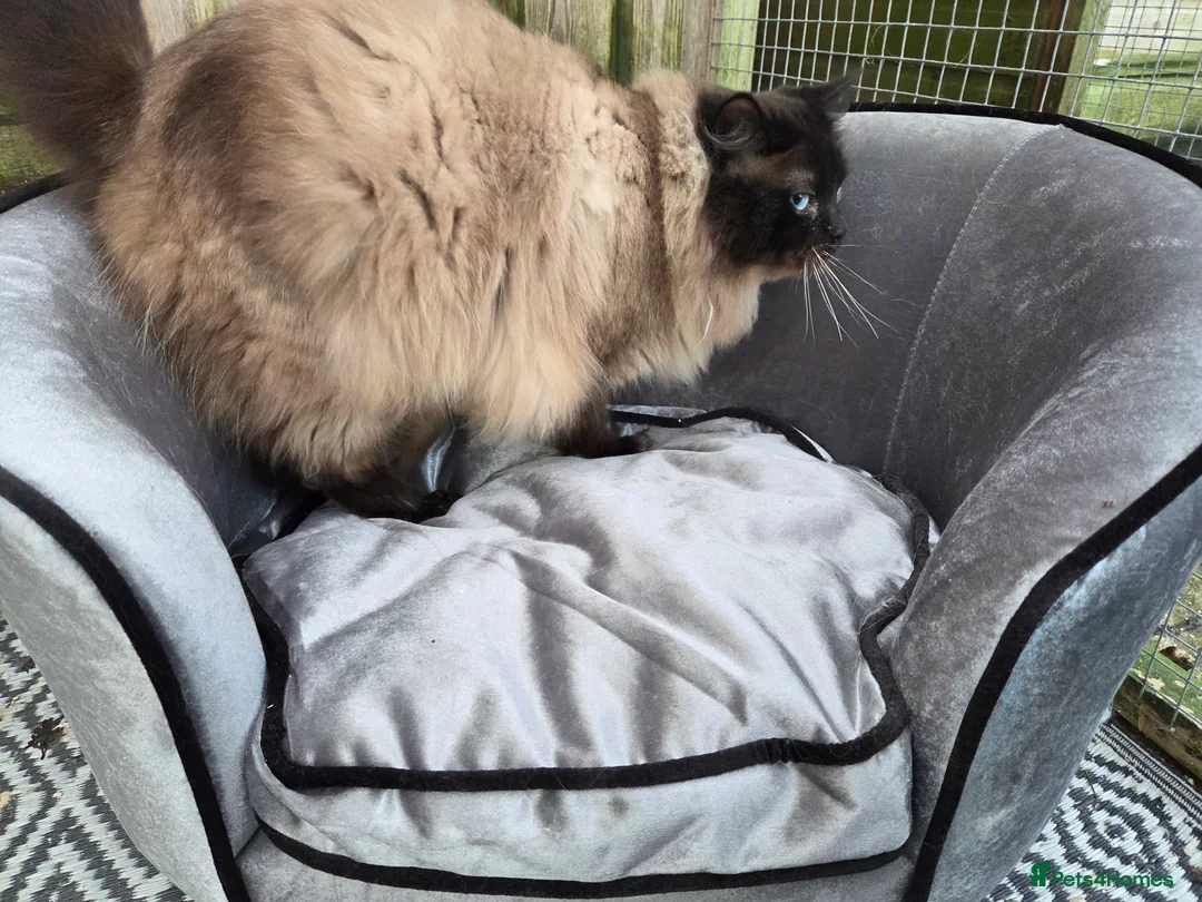 Ragdoll cats for stud: 3 Beautiful Gentle Ragdoll Studs in Bodmin - Advert 14