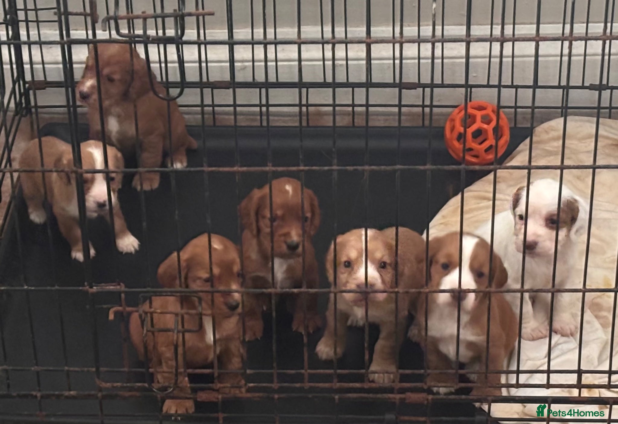 Cocker Spaniel dogs Cocker spaniel puppies  - Advert 1
