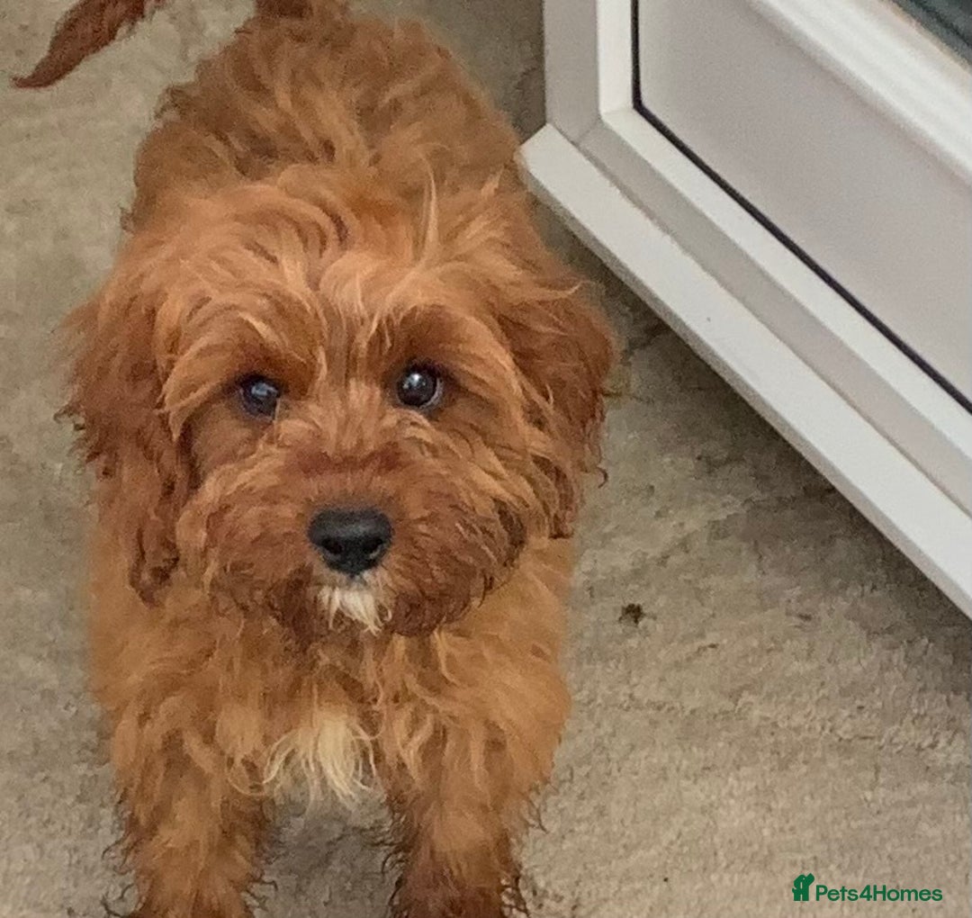 Cavapoo dogs for sale: F1 cavapoo puppies 2 girls 1 boy available now  - Image 1