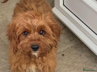 Cavapoo dogs - Advert 2