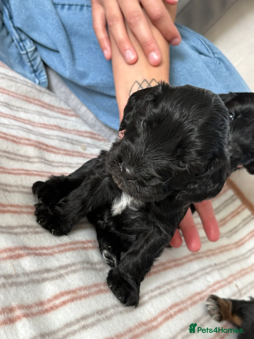Cockapoo dogs for sale: Cockapoo Puppies - Advert 2
