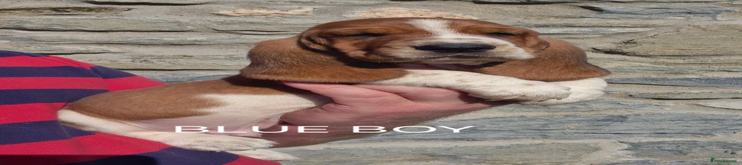 Basset Hound Blue boy 