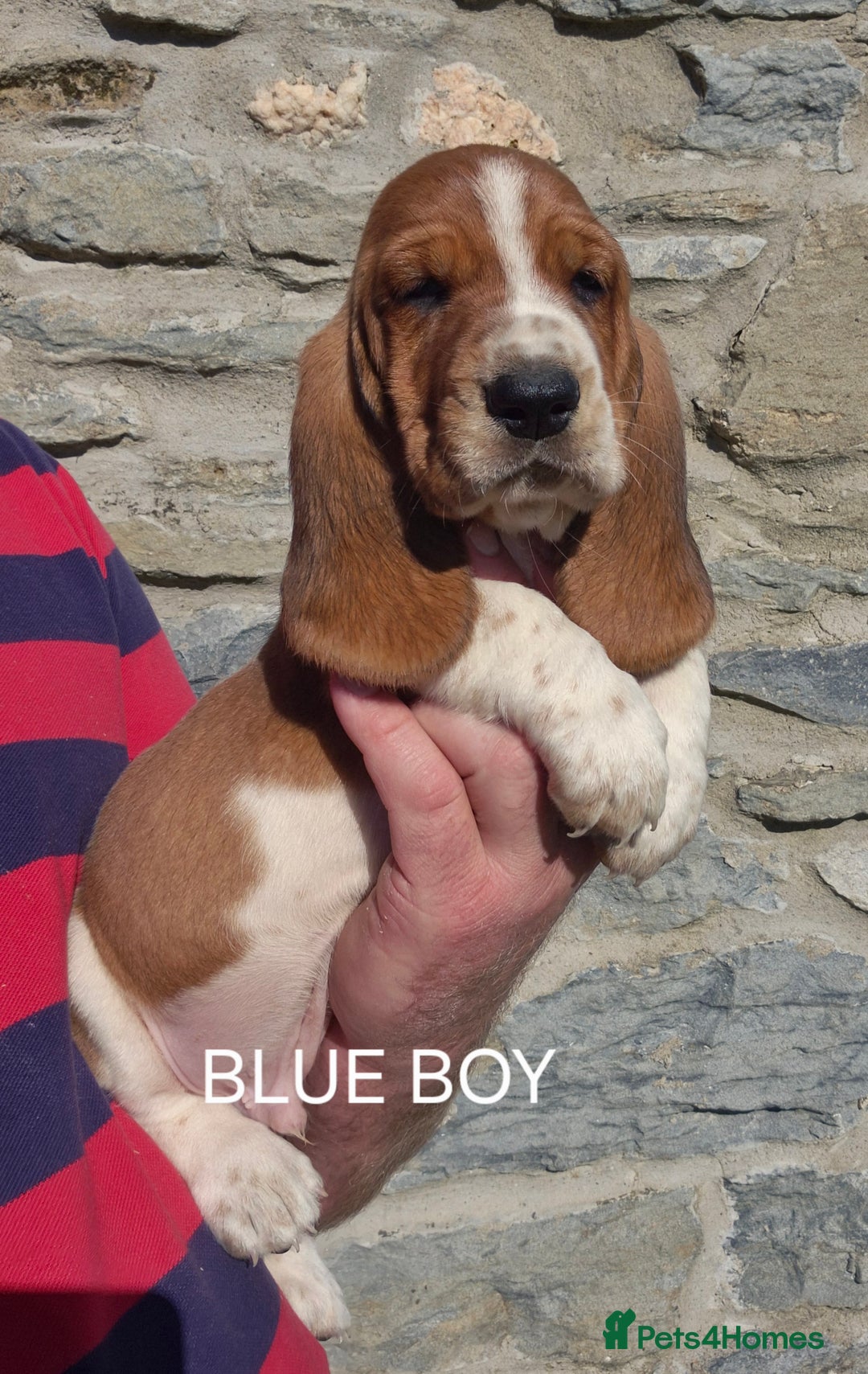 Basset Hound dogs for sale: KC BASSET HOUND PUPPIES  - Image 4