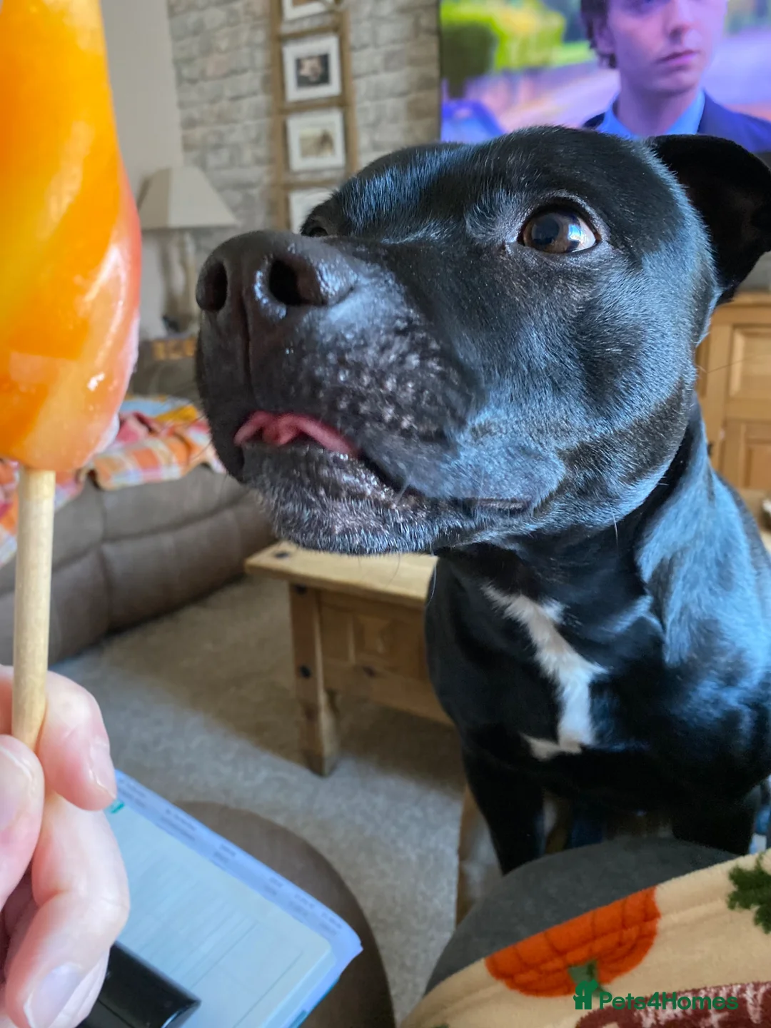 Staffordshire Bull Terrier dogs for sale: Arlo  - Advert 2