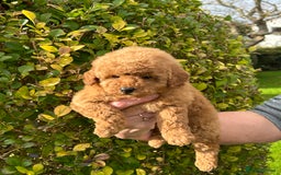 Miniature Poodle dogs for sale: Miniature poodles - Image 25