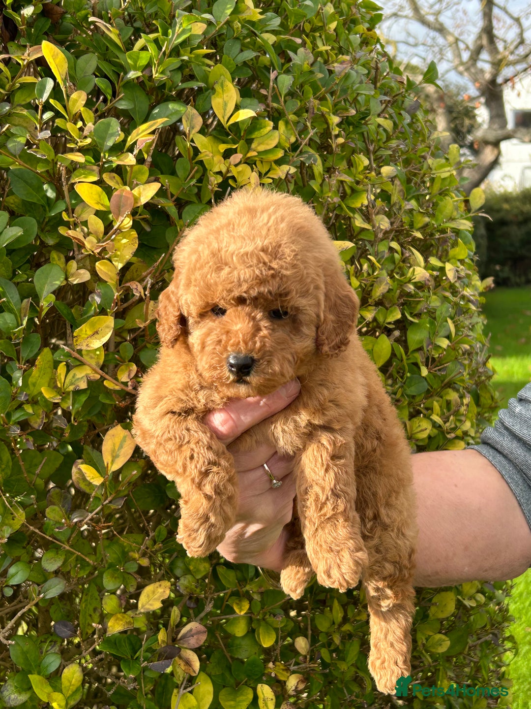 Miniature Poodle dogs for sale: Miniature poodles - Image 25
