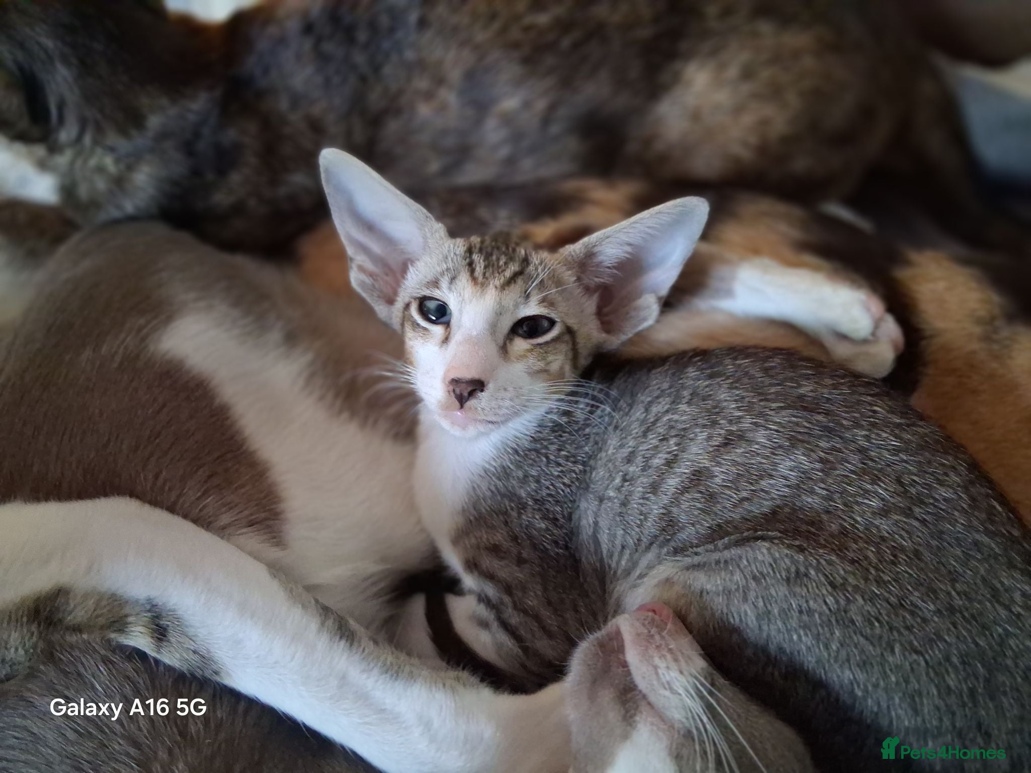 Oriental cats Stunning bicolour oriental kittens - Advert 3