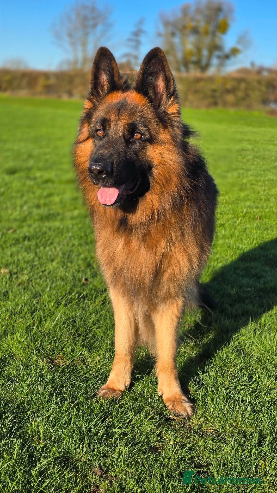 German Shepherd dogs     Exceptional Long Coat German Shepherd Stud 🐾 - Advert 2