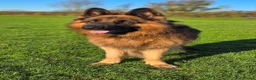 German Shepherd dogs for stud:     Exceptional Long Coat German Shepherd Stud 🐾 - Advert 2