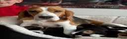 Beagle dogs for sale: TRUE SHOW TYPE KC REGISTERED BEAGLES - Advert 15