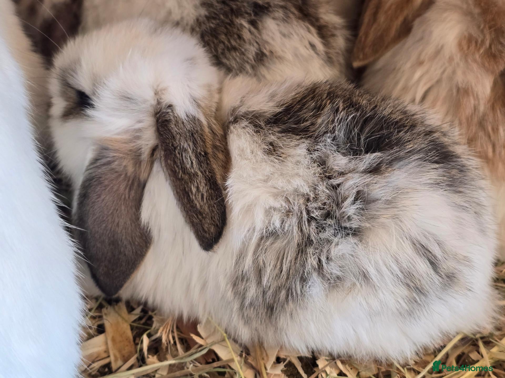 Mixed Breed rabbits Angora x Giant French Lop - Advert 20