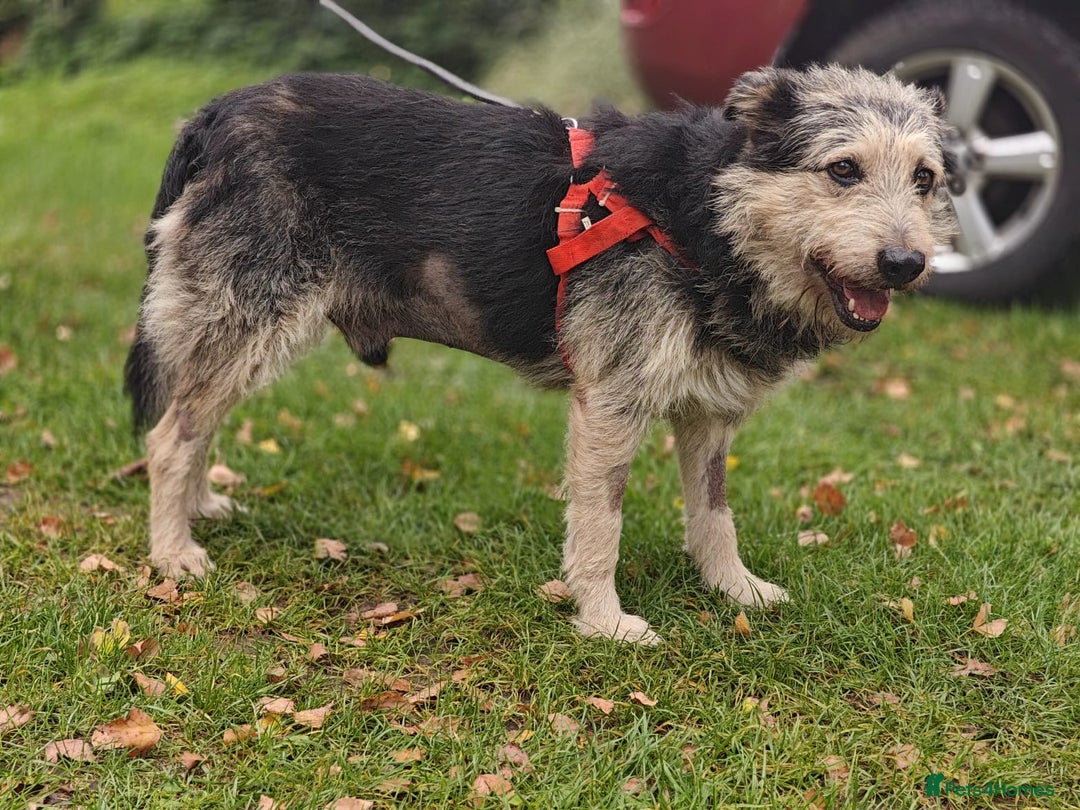 Mixed Breed dogs for adoption: 💙🐶 THEO 🐶💙 - Image 7