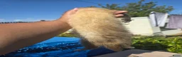 Ferret rodents for sale: Stunning ferret for sale - Advert 2