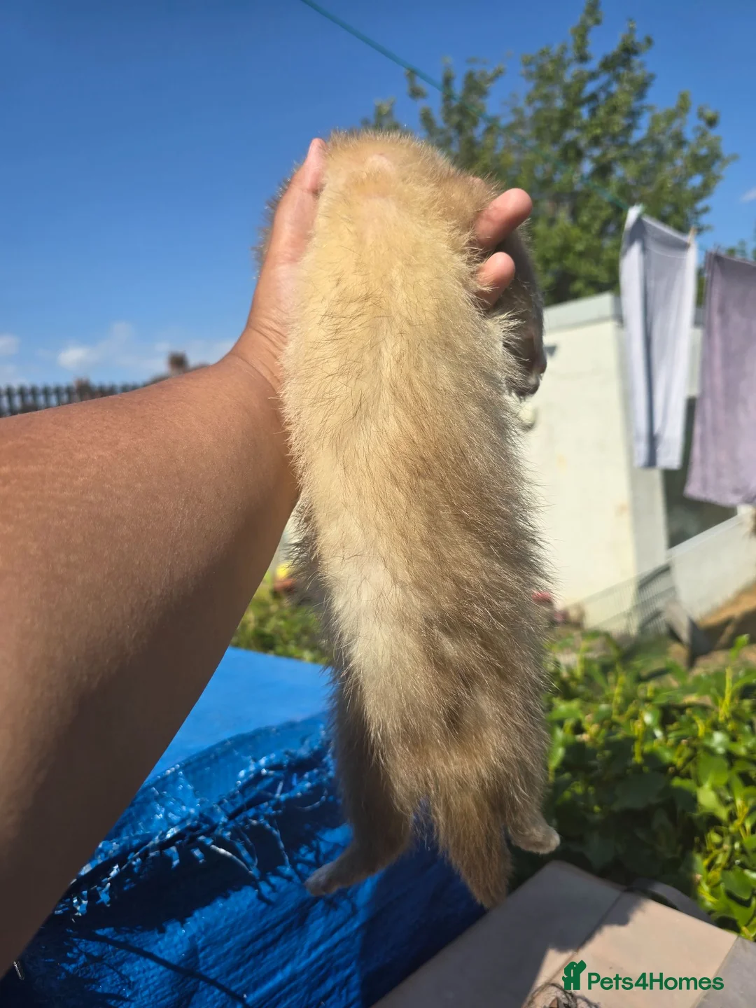 Ferret rodents for sale: Stunning ferret for sale - Advert 2