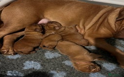 Dogue De Bordeaux dogs for sale: Beautiful KC Dogue De Bordeaux Puppies - Image 7