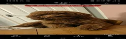 Cockapoo dogs for sale: Last beautiful girl  - Advert 5