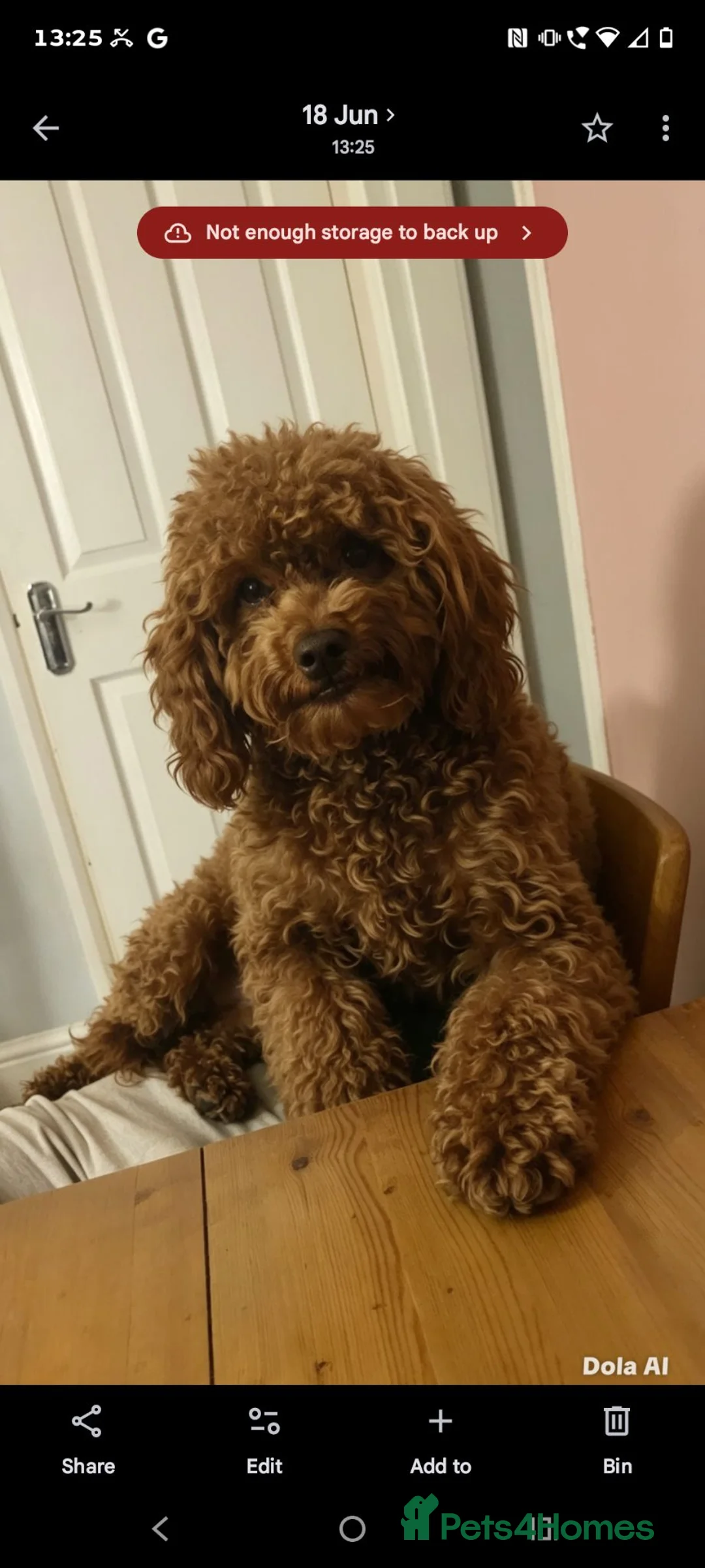 Cockapoo dogs for sale: Last beautiful girl  - Advert 5