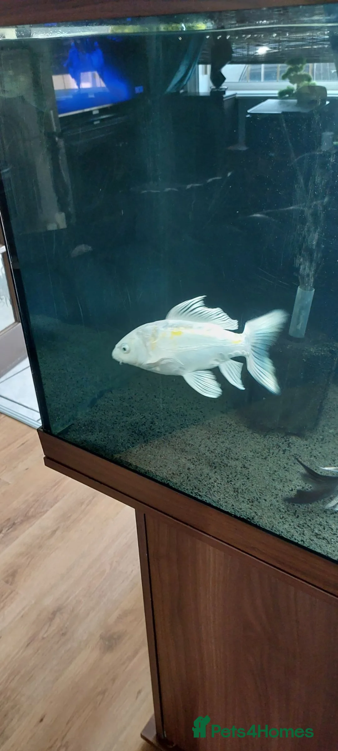 Koi Carp fish for sale: Butterfly Koi  - Advert 2