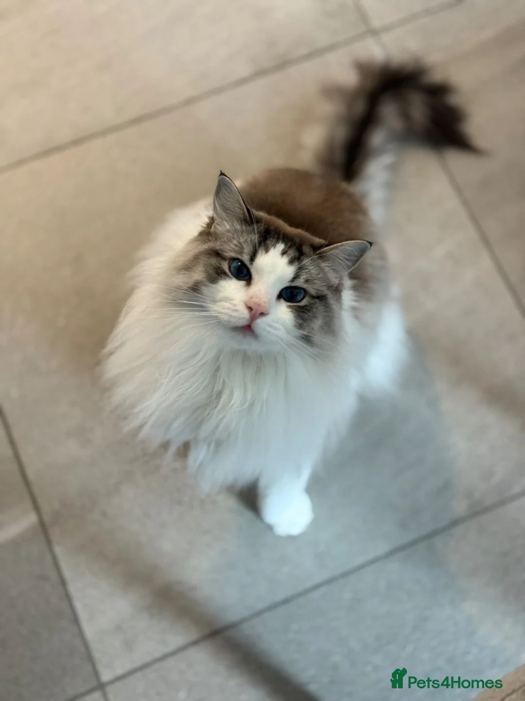 Ragdoll cats for sale: For Sale Ragdoll - Advert 1