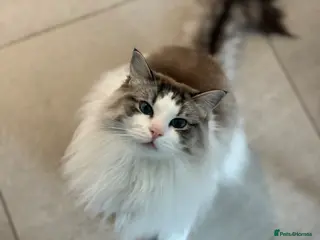 Ragdoll cats For Sale Ragdoll - Advert 1