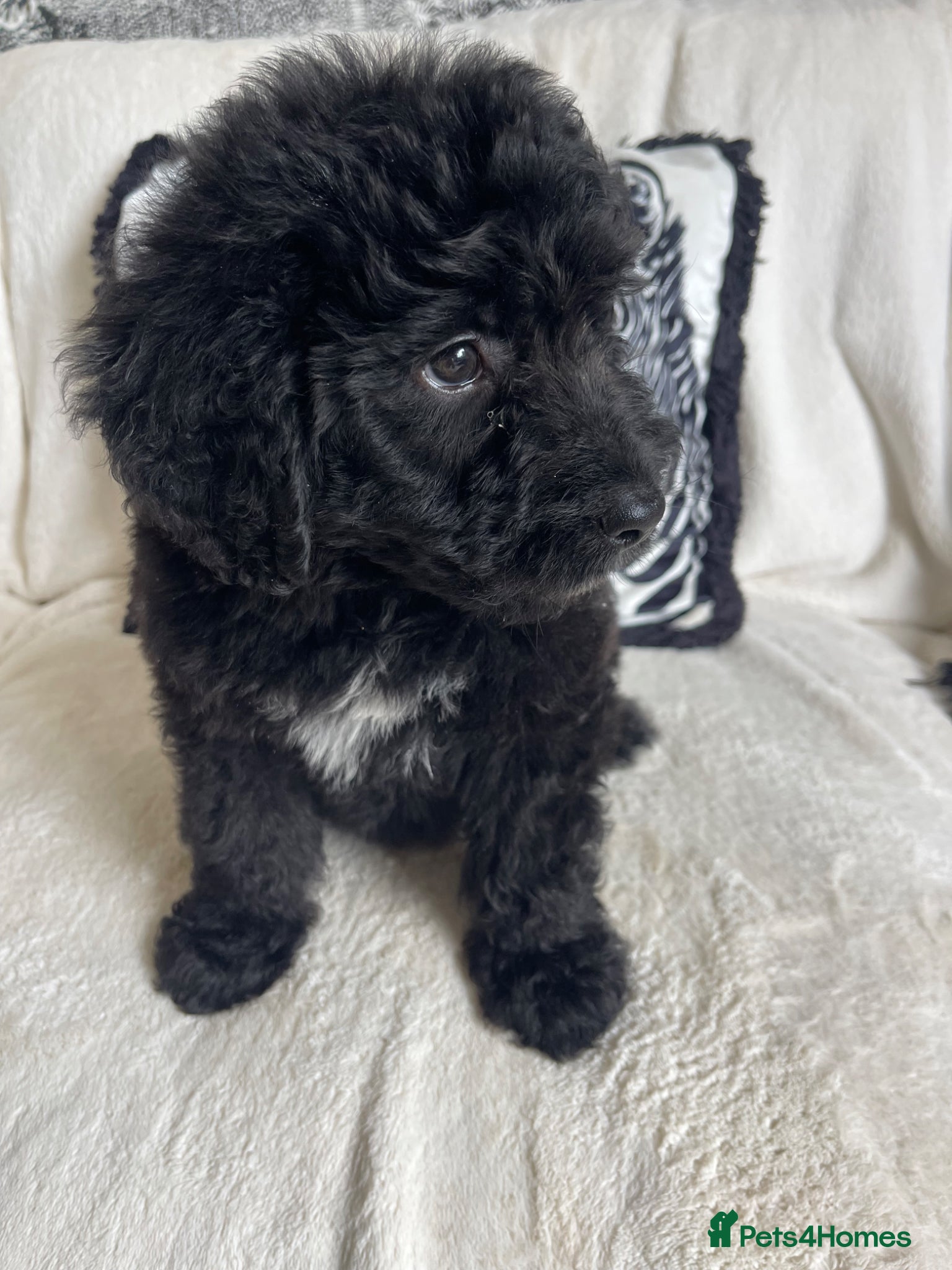 Bernedoodle dogs DNA TESTED F1 BERNEDOODLE - Advert 2